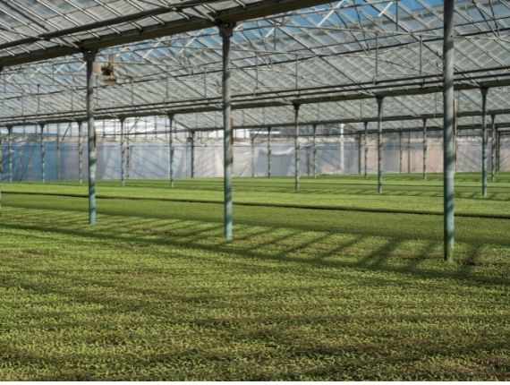commercial glass greenhouse galvanize frame