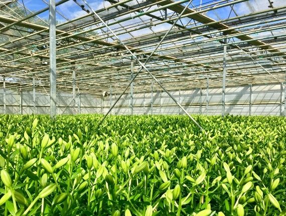 commercial glass greenhouse growing vegetable
