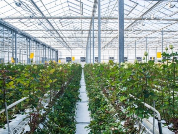 glass commercial greenhouse growing flowers