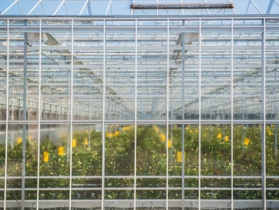 yellow flowers commercial glass greenhouse