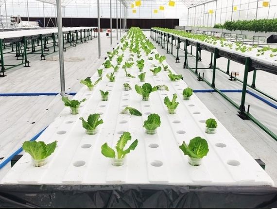 A planted farm greenhouse
