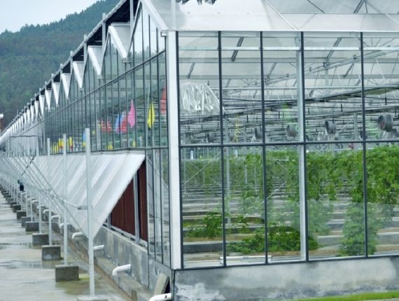 A planted glass greenhouse