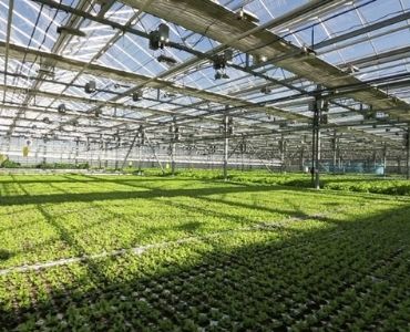 Big farm greenhouse
