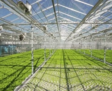 Big farm greenhouse