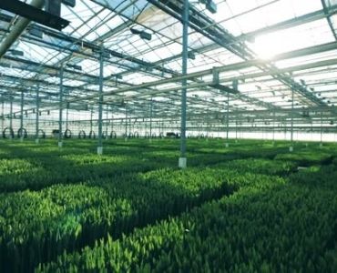 Big glass greenhouse