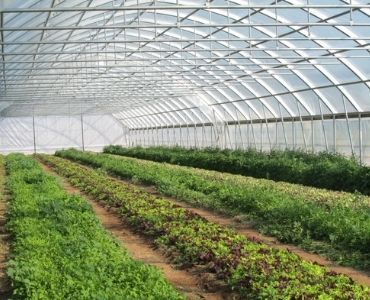 Big greenhouse 2