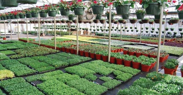 Big greenhouse crops