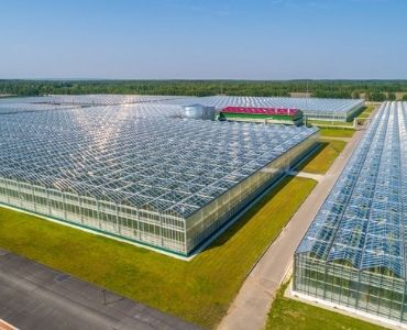 Big greenhouse farm