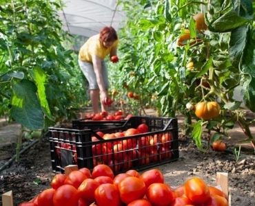 Big greenhouse harvesting