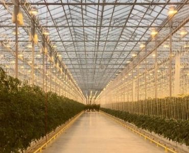 Big greenhouse lighting