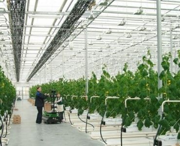 Big greenhouse maintenance