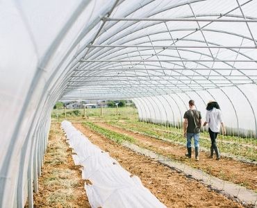 Big greenhouse planting