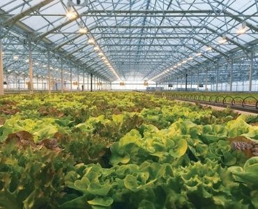 Big greenhouse with plants