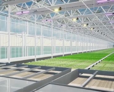 Big polycarbonate greenhouse