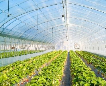 Big vegetable greenhouse