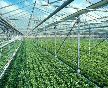 Big vegetable greenhouse