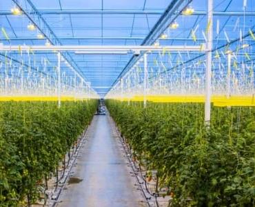 Big vegetable greenhouse