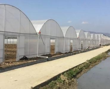 Combined Vegetable Greenhouses