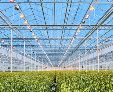 Commercial glass greenhouse LED lighting