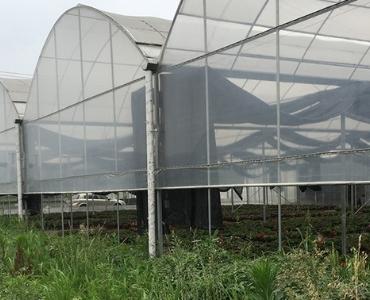 Dome Vegetable Greenhouse