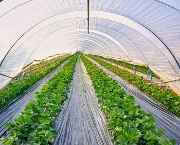 Dome farm greenhouse