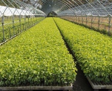 Farm greenhouse 3