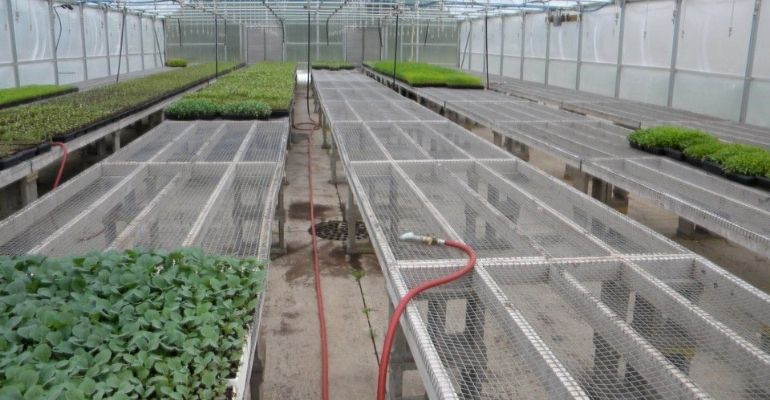 Farm greenhouse benches