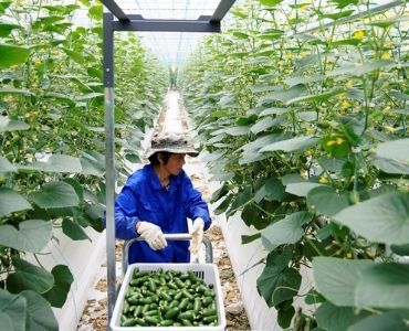 Farm greenhouse harvesting