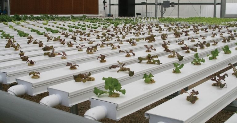 Farm greenhouse hydroponic