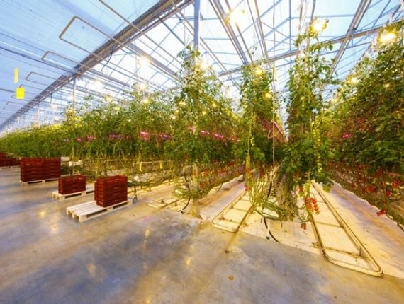 Farm greenhouse lighting 1