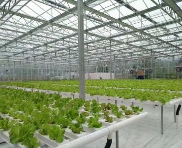 Farm greenhouse with crops