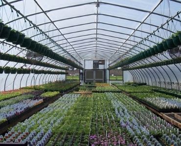 Farm greenhouse with flowers