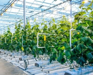 Farm greenhouse with plant containers