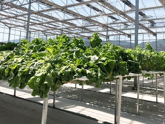Farm greenhouse with vegetables