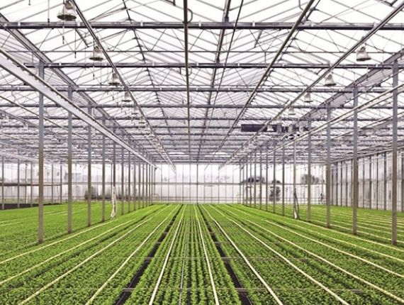 Fully equipped vegetable greenhouse