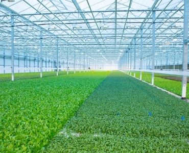 Glass greenhouse 3