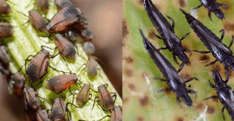 Greenhouse pests