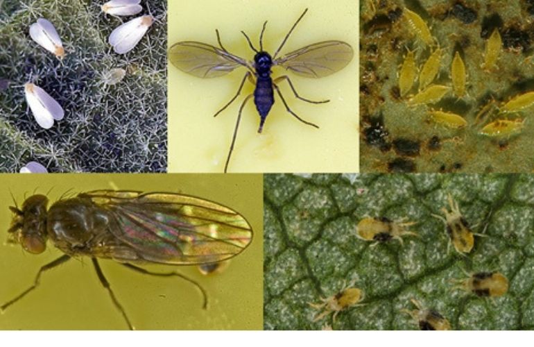 Greenhouse pests