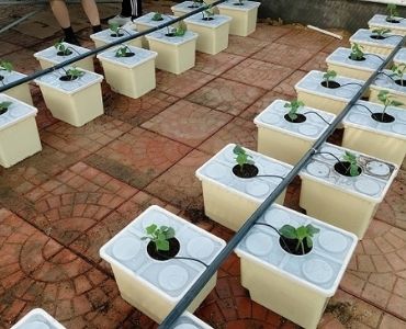 Greenhouse seedboxes