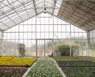 Industrial Greenhouse Crop Variety