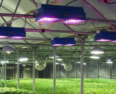 Industrial Greenhouse Lighting