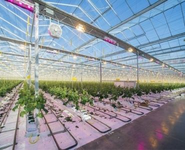 Industrial farm greenhouse