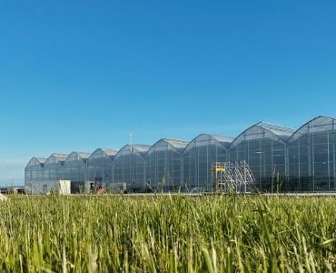 Industrial farm greenhouse