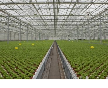 Industrial greenhouse with Vegetables