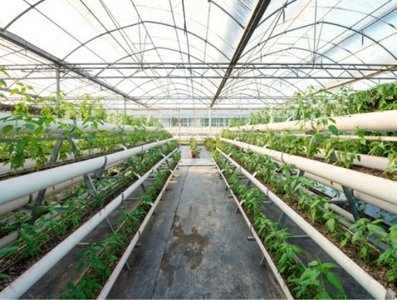 Inside a vegetable greenhouse