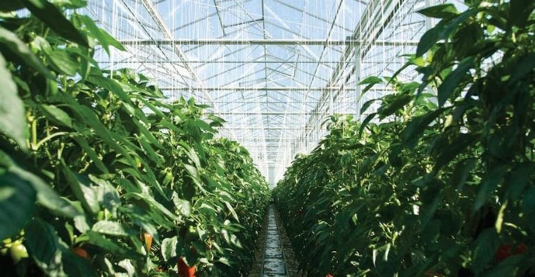 Investing in a big greenhouse