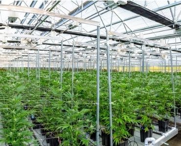Large greenhouse with benches 1