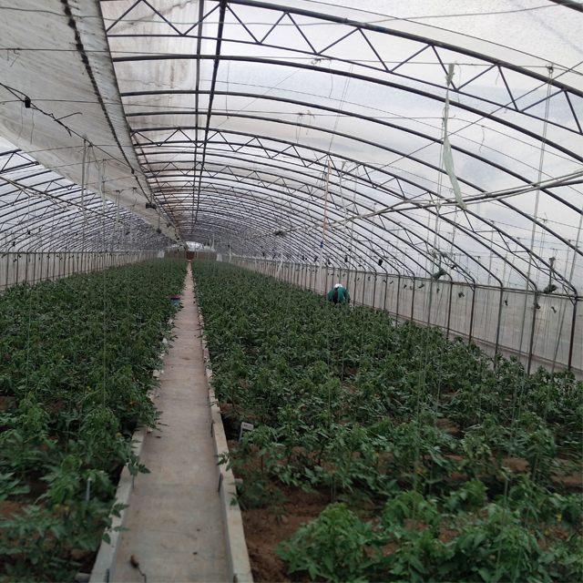 Large greenhouse with crops