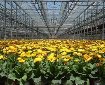 Large greenhouse with flowers 1
