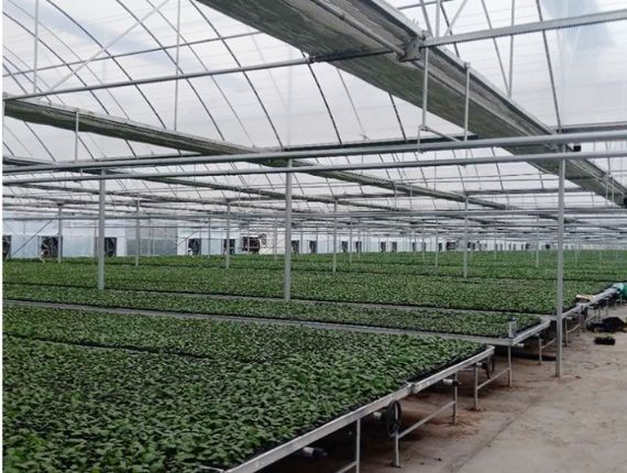 Large greenhouse with plants